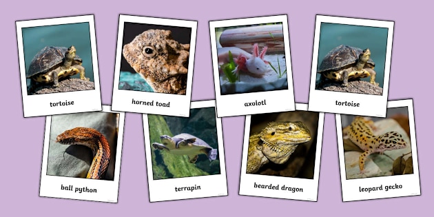 Reptile Examples Of Amphibians For Kids 15+ Thousand Amphibians