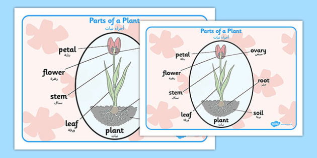 parts of a plant word mat arabic translation