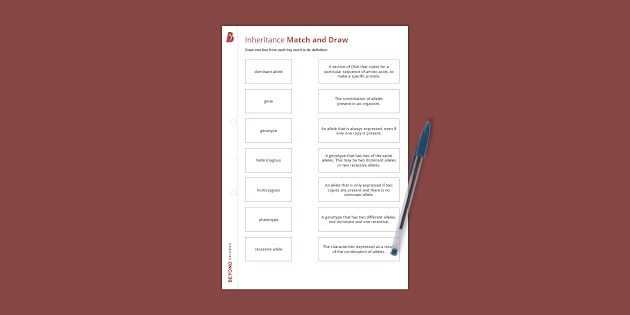 Genes and Inheritance Match and Draw