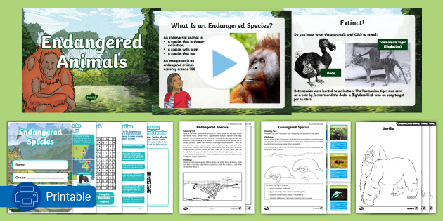 Endangered Animals Facts For Kids | Bumper Pack - Twinkl