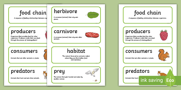 food-chain-word-cards