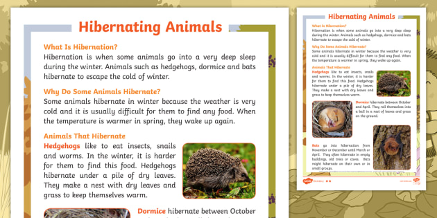 Don T Hog The Hedge Hibernating Animals Differentiated Fact File