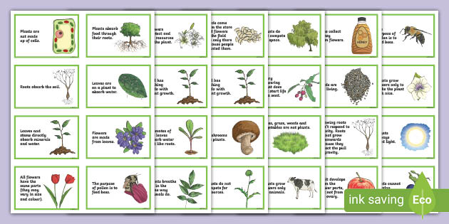 Plant Discussion Cards - Primary Science Resources