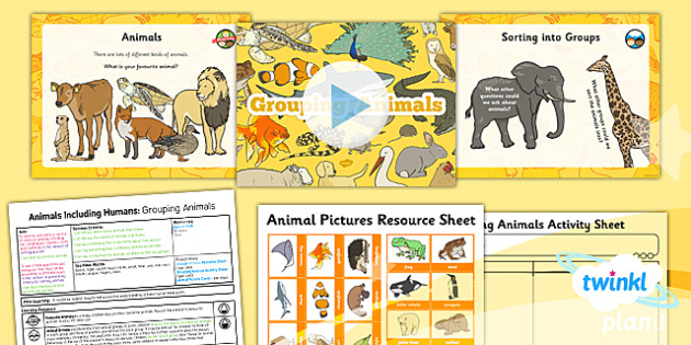 Science: Animals Including Humans: Grouping Animals Year 1 Lesson Pack 4
