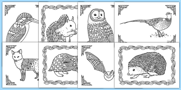 British Wildlife Mindfulness Colouring Sheets Teacher Made