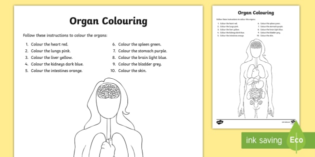 Organs Coloring Worksheet / Worksheet - The Human Body, human, body, body