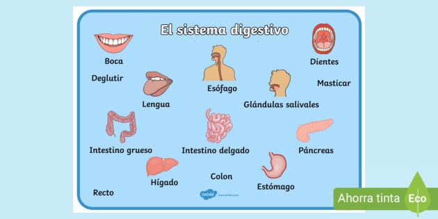 parti complete del sistema digestivo