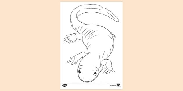 Amphibian Activities for Kids - Twinkl Homework Help