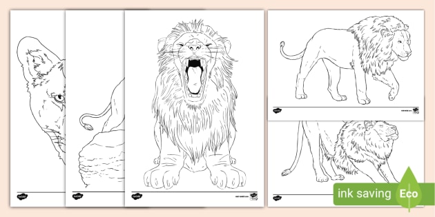 Lion Colouring Pages (teacher made)