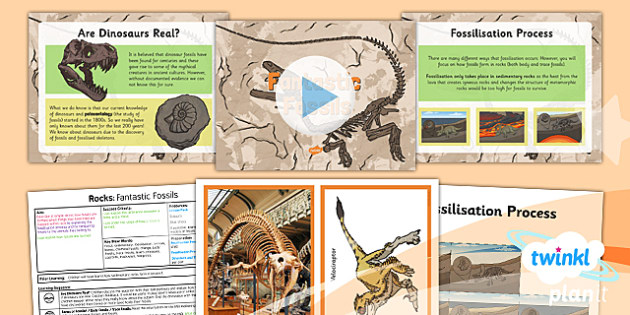 What Is A Fossil? - Everything Students And Teachers Need To Know About