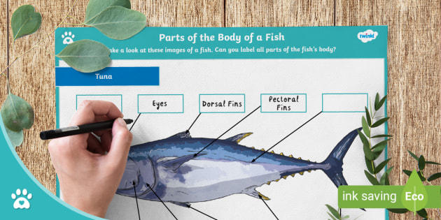 Parts of the Body of a Fish - Labelling Activity - Pets