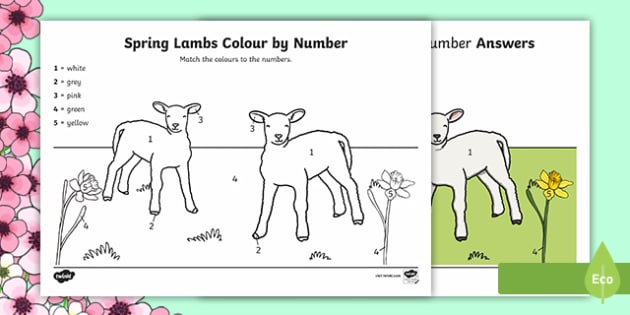 spring lambs colornumber teacher made