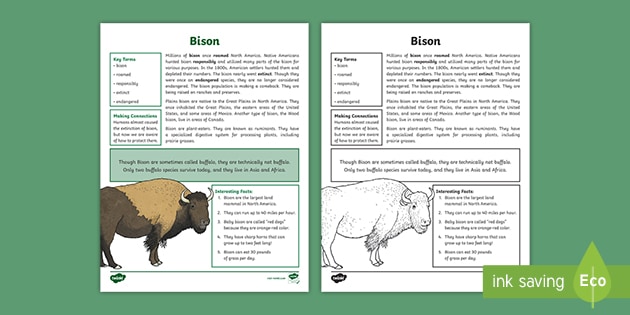 4th Grade Bison Fact Sheet | Printable Fact File | America