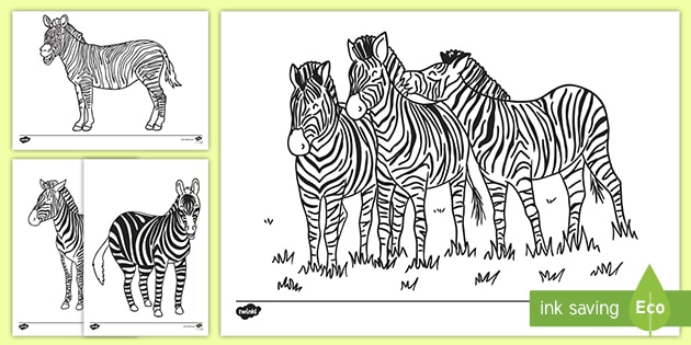 coloring pages of zebras