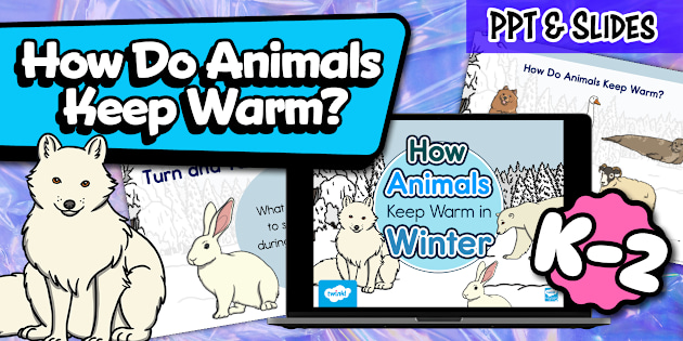 How Do Animals Stay Warm in Winter PowerPoint Twinkl USA