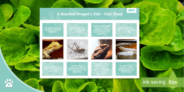 A Bearded Dragon's Diet - Fact Sheet (teacher made)