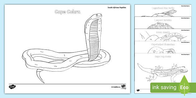 South African Reptile Colouring Sheets (teacher made)