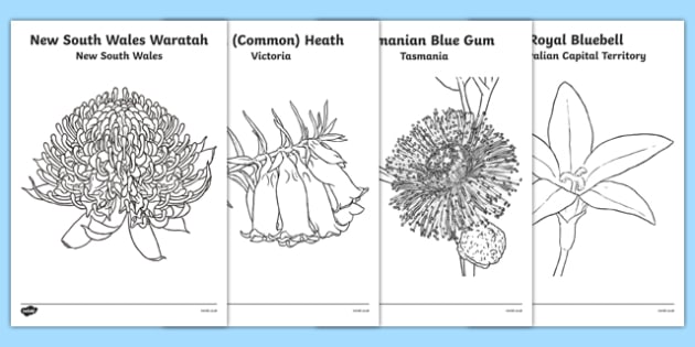 australian-states-and-territories-floral-emblems-colouring-sheets