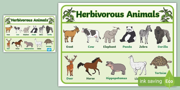 omnivores herbivores carnivores chart