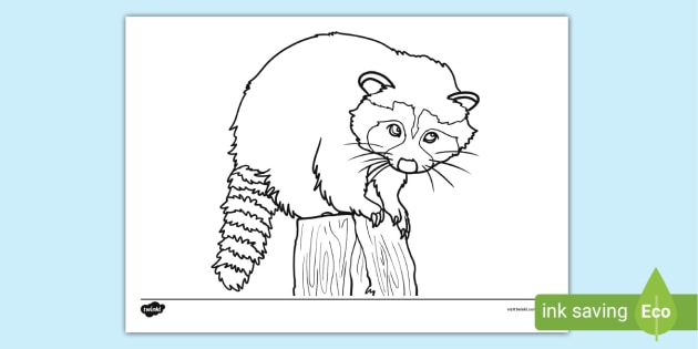 Raccoon Facts for Kids - Twinkl Homework Help - Twinkl