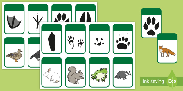 Animal Footprint Matching Activity - animals, match, matching