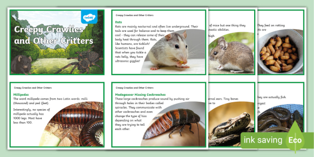 Creepy Crawlies and Other Critters Fascinating Facts Cards