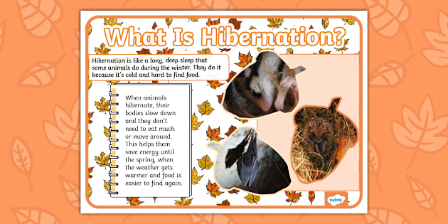 What Is Hibernation? Photo Display Poster
