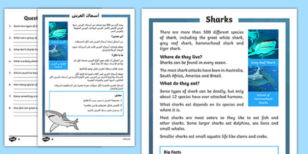 Sharks Differentiated Reading Comprehension Activity Arabic Translation