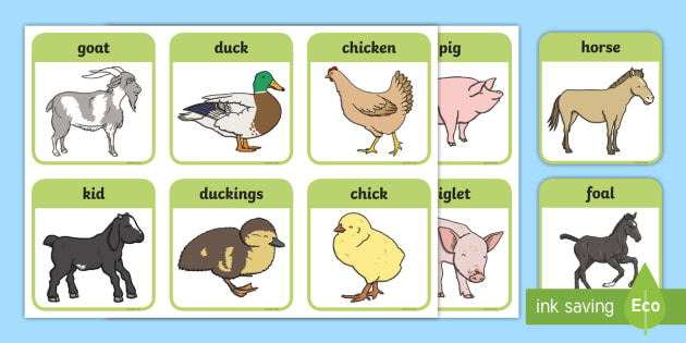 Farm Animals And Their Young Cards | Primary (teacher made)