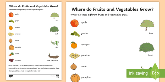 worksheet fruits for kindergarten Do Vegetables and / Grow? Where Fruits Worksheet Activity