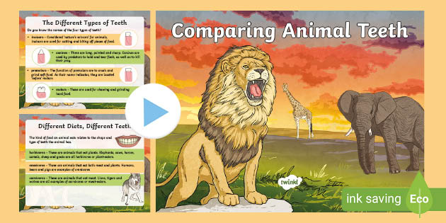 Comparing Animal Teeth KS2 PowerPoint (teacher made)