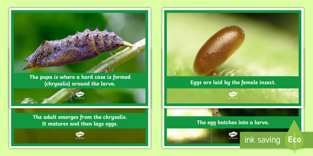 Insect Life Cycle Photo Pack (teacher Made)