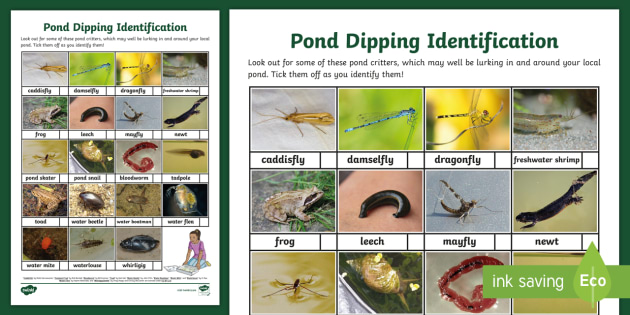 KS2 Pond Dipping Identification Checklist Worksheet - Twinkl