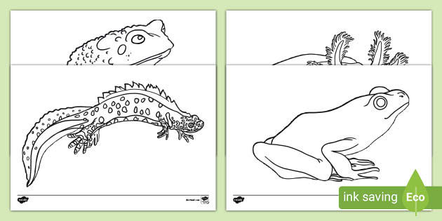 Amphibians Colouring Pages - Primary Resources - Twinkl
