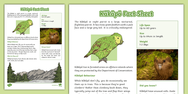 Kākāpō Fact Sheet - New Zealand Endemic Birds