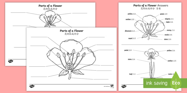 Parts Of A Flower Worksheet English Mandarin Chinese Parts Of A Flower