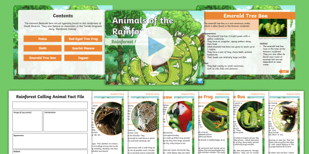 tropical rainforests animals list