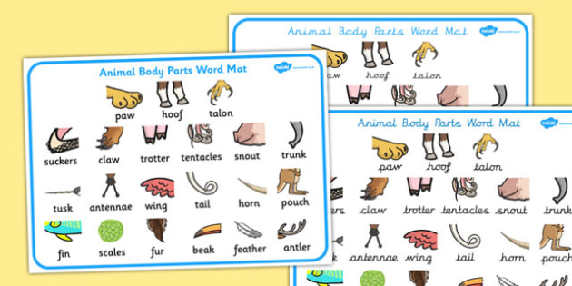 Animal Body Parts Word Mat - animal, body, parts, word, mat