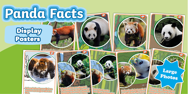 KS1 Panda Facts Display Posters - Twinkl