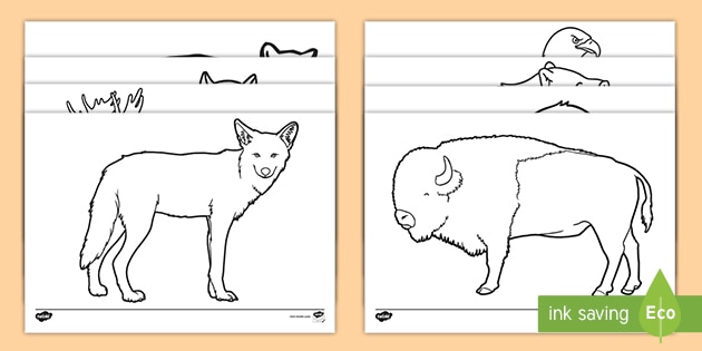 North American Animals Colouring Pages - Twinkl