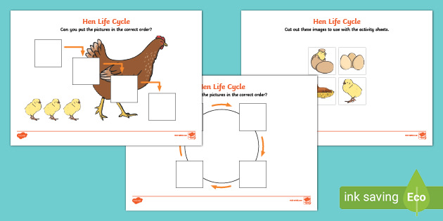 life cycle of a hen worksheets science resource twinkl