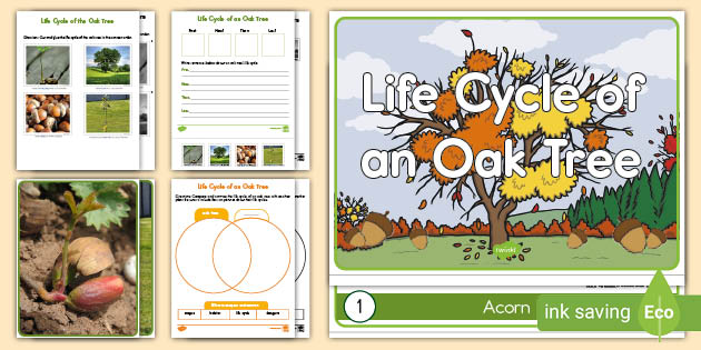 Life Cycle of an Oak Tree Activity Pack (teacher made)