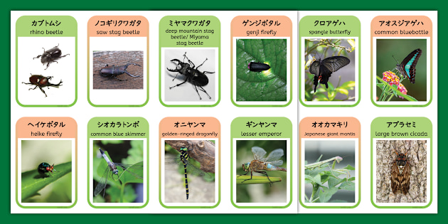 夏の虫17種類をカードにしたバイリンガル教材。Insects in Japan cards