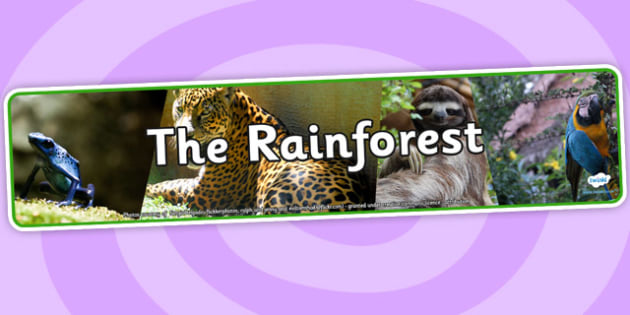 The Rainforest Photo Display Banner The Rainforest Photo