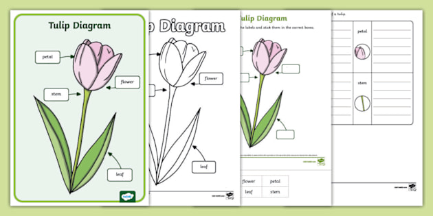 t-sc-1708344846-tulip-diagram-