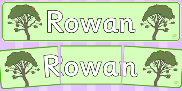 Rowan Display Banner Tree Rowan Nature Banner Display Woods