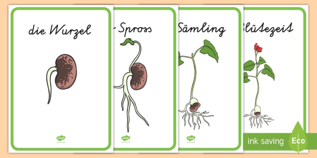 Keimung Und Entwicklung Der Bohne Arbeitsblatt Wachstumszyklus einer Bohne Poster für die Klassenraumgestaltung