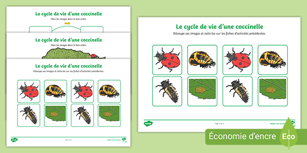 Fiches d activit s Cycle de vie d une coccinelle Twinkl