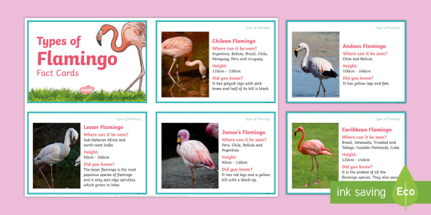 Flamingo Fact Cards for Kids | Birds & Geography | Year 3-6