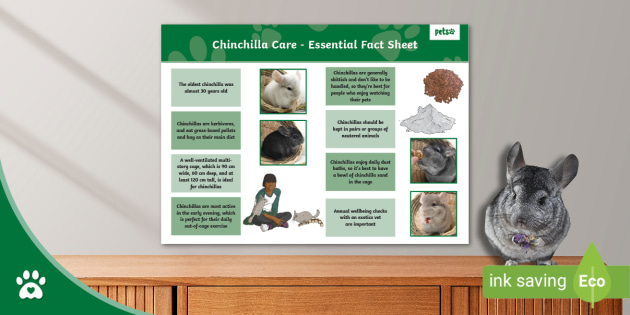Chinchilla Care Sheet Chinchilla Care Information Sheet
